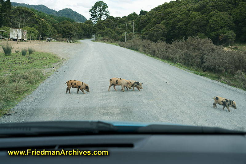 rural,nz,dirt,road,pigs,sow,hogs,blocking,crossing,windshield,